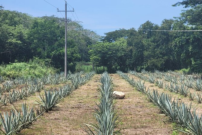 Finca 18 Puerto Vallarta Tequila Tour + Chocolate Pairing - Who should book the Finca 18 tequila tour with chocolate pairing