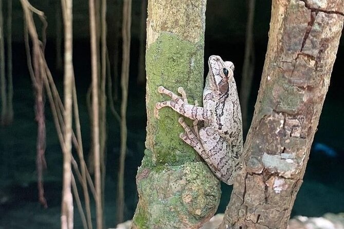 Five Cenotes Jungle Experience in the Riviera Maya - Guides and communication that actually make a difference