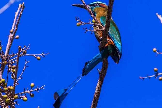 Five Cenotes Jungle Experience in the Riviera Maya - Who this cenote tour fits best