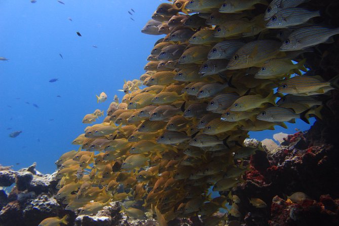 For certified Divers Experience the Under Water Museum and the Manchones Reef - Getting ready: check-in timing, meeting point, and what to bring