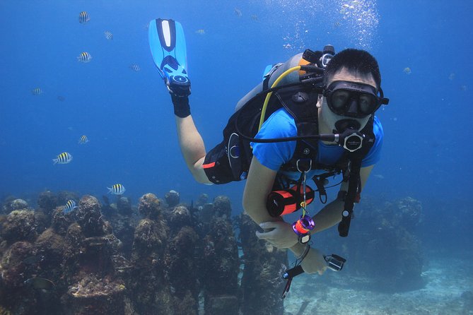 For certified Divers Experience the Under Water Museum and the Manchones Reef - Second underwater stop: Manchones Reef and real ecosystem time