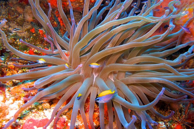 For certified Divers Experience the Under Water Museum and the Manchones Reef - Underwater conditions: warm water, but bring smart comfort