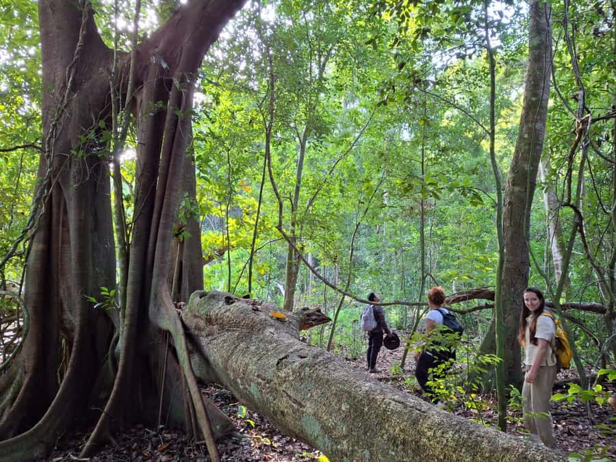 From Bacalar: Calakmul Ruins Expedition & Jungle Trek - Calakmul from Bacalar: why this day trip feels different