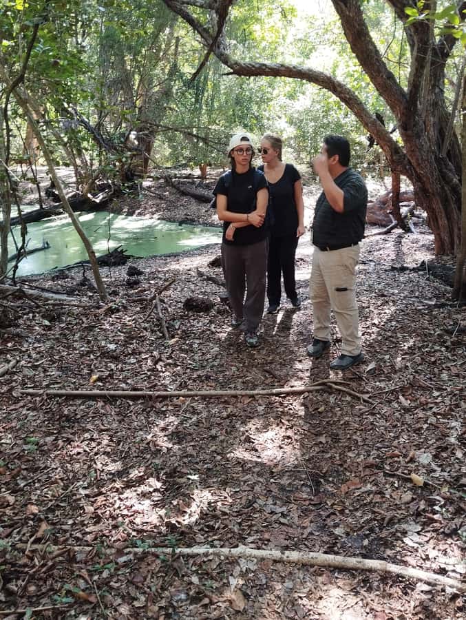 From Bacalar: Calakmul Ruins Expedition & Jungle Trek - The jungle trek in the Calakmul Biosphere Reserve