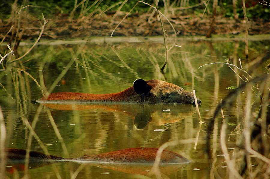 From Bacalar: Calakmul Ruins Expedition & Jungle Trek - The solar observatory and Maya astronomy stories you cannot Google