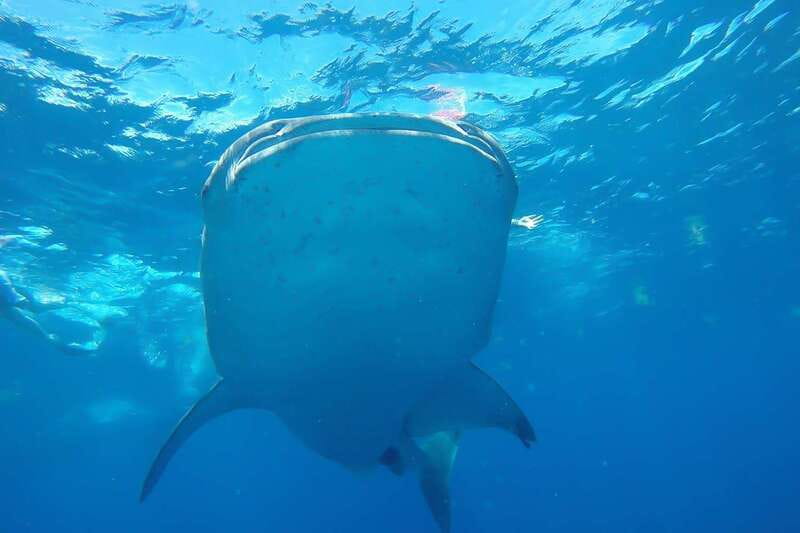 From Cancún: Half-Day Snorkeling with Whale Sharks - Key things I’d mark on your mental map