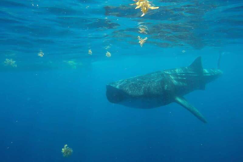 From Cancún: Half-Day Snorkeling with Whale Sharks - Tips to Get the Most From Your Whale Shark Day