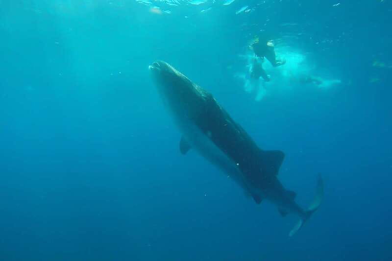 From Cancún: Half-Day Snorkeling with Whale Sharks - From Your Cancun Hotel to the Marina, Then Out Across the Caribbean