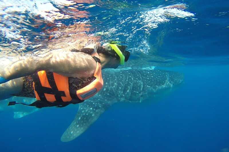 From Cancún: Half-Day Snorkeling with Whale Sharks - Isla Mujeres Playa Norte: Lunch on a Real Beach Break