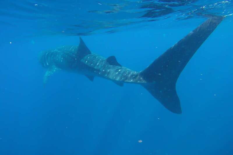 From Cancún: Half-Day Snorkeling with Whale Sharks - The Return Ride and What You Should Bring to Feel Comfortable