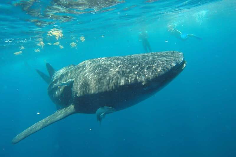 From Cancún: Half-Day Snorkeling with Whale Sharks - Who This Tour Really Suits (and Who Should Skip It)