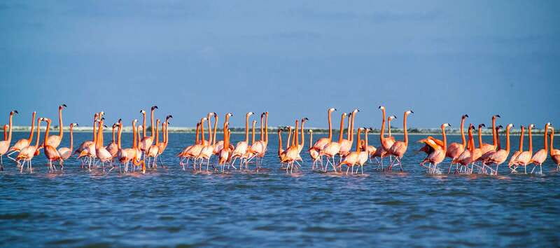 From Cancún: Rio Lagartos & Las Coloradas Day Trip & Lunch - Price and Logistics, The Real Cost Check Before You Go