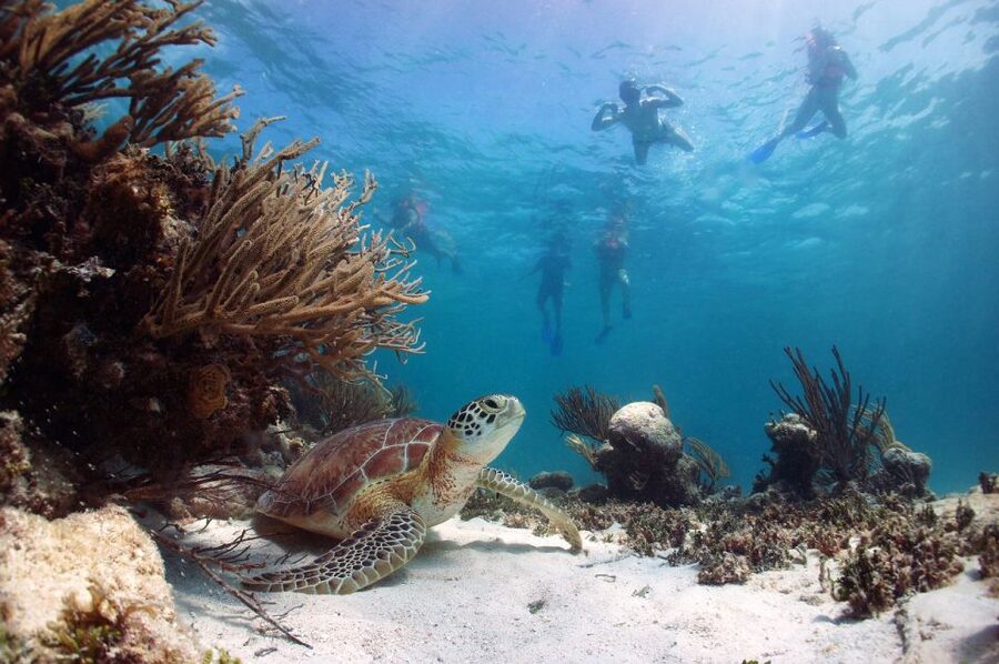 From Cancun: Tulum and Akumal Cenote and Turtle Swim Tour - Who This Tour Fits Best