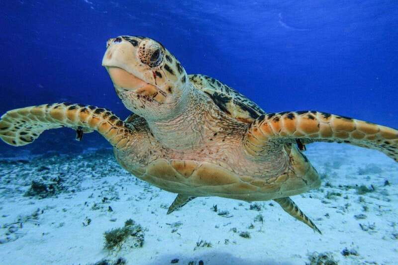 From Cozumel: 3 Reefs Boat Tour with Drinks and Snorkeling - Key things to know before you go