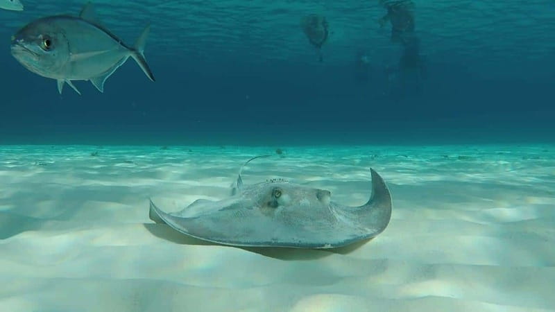 From Cozumel: 3 Reefs Boat Tour with Drinks and Snorkeling - Where you start in Cozumel, and why timing matters