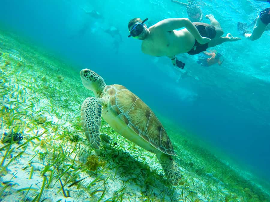 From Cozumel: Starfish, Stingrays and the Turtle Sanctuary - Key things I think you will care about most