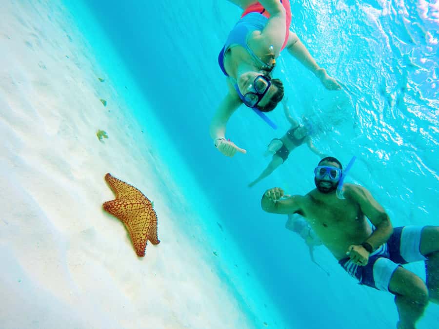 From Cozumel: Starfish, Stingrays and the Turtle Sanctuary - What makes Cozumel starfish, rays, and turtles so worth your time