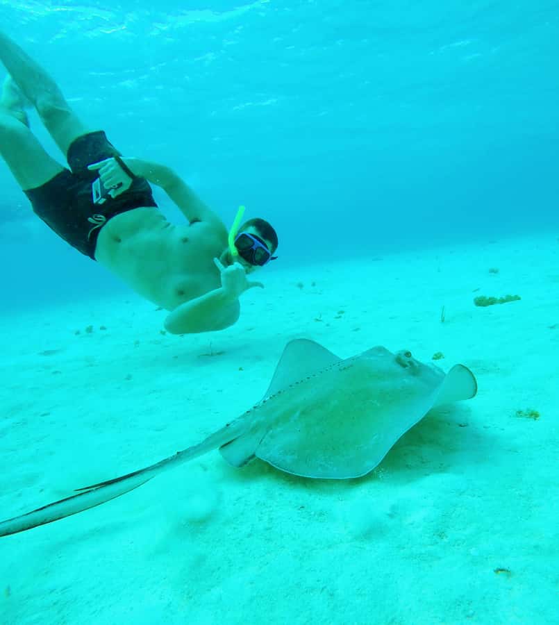 From Cozumel: Starfish, Stingrays and the Turtle Sanctuary - Playa Palancar as your first taste of Caribbean reef life