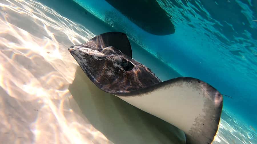 From Cozumel: Starfish, Stingrays and the Turtle Sanctuary - El Cielo’s sandy-bottom magic, plus starfish spotting