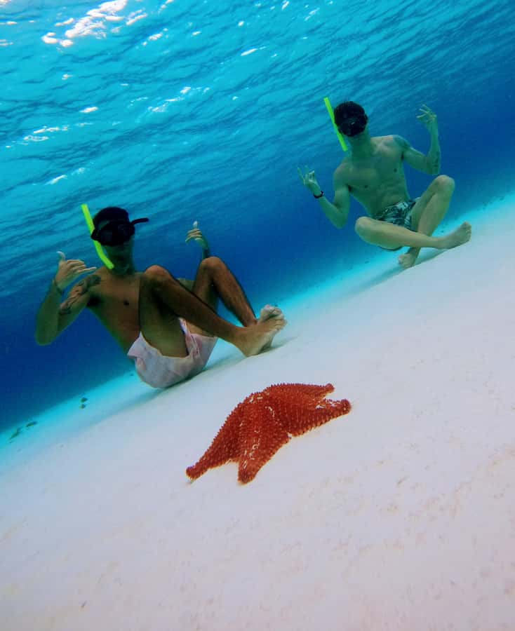 From Cozumel: Starfish, Stingrays and the Turtle Sanctuary - El Cielito shallow water and stingrays up close