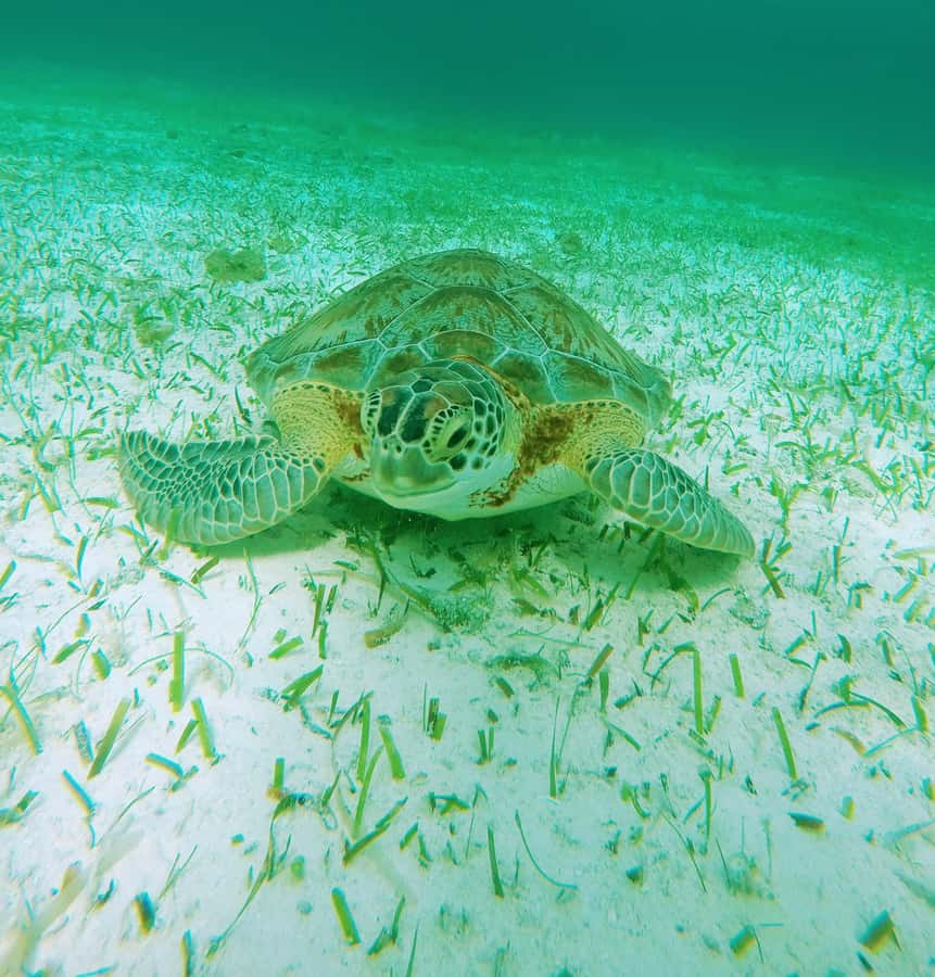 From Cozumel: Starfish, Stingrays and the Turtle Sanctuary - Cozumel Turtle Bay sanctuary time for sea turtles