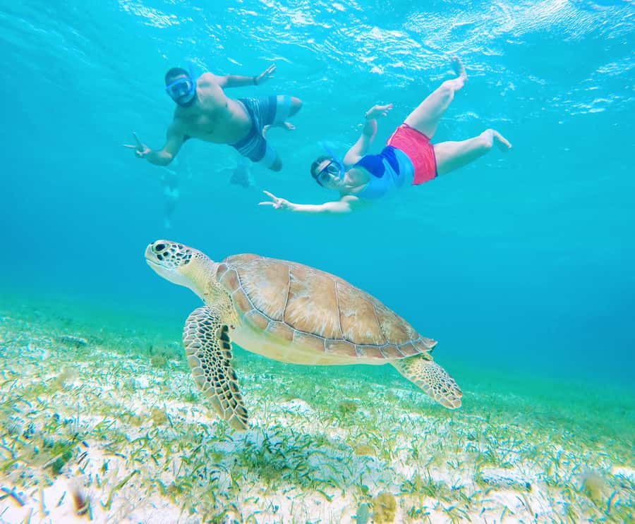From Cozumel: Starfish, Stingrays and the Turtle Sanctuary - Guides, gear, and the safety rhythm you will feel on the water