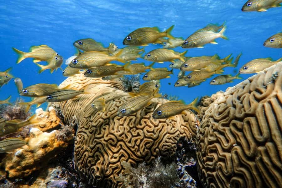 From Cozumel: Starfish, Stingrays and the Turtle Sanctuary - Food and drinks after snorkeling, not as an afterthought