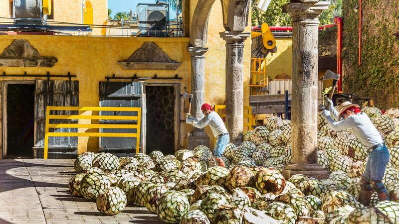 From Guadalajara: Town of Tequila & Jose Cuervo Factory Tour - Price of $145: is it a good value for what you get?