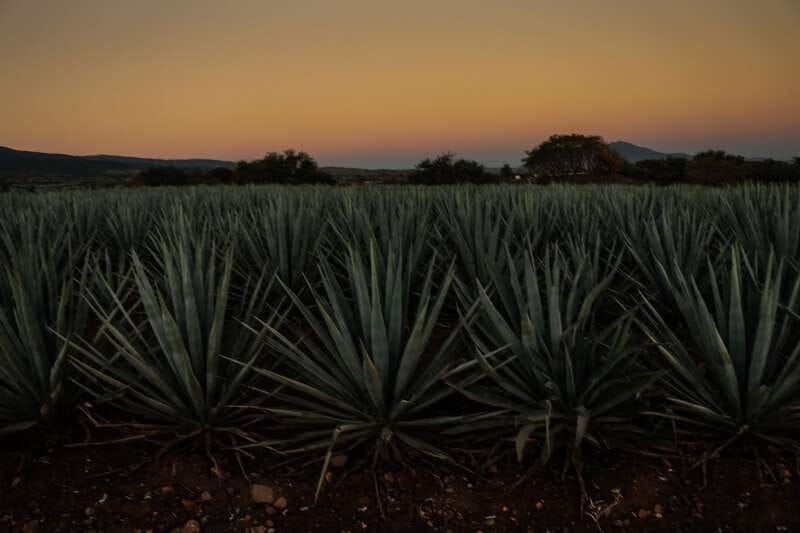 From Guadalajara: Town of Tequila & Jose Cuervo Factory Tour - Should you book this Tequila tour?