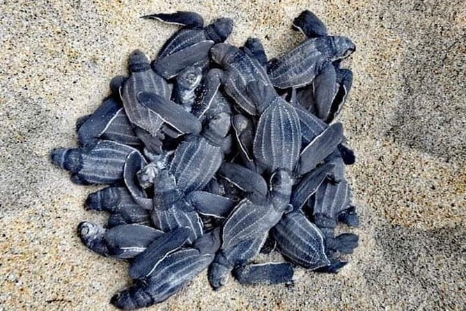 From Huatulco: Turtle Release & Bioluminescence - Key highlights worth knowing