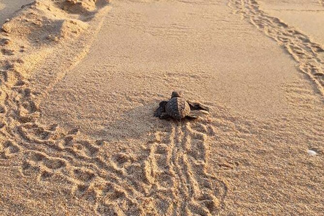 From Huatulco: Turtle Release & Bioluminescence - How a 2:00 pm Huatulco start shapes your whole day