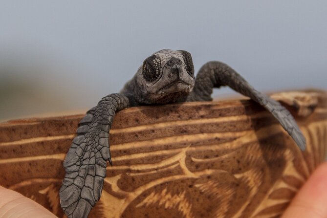 From Huatulco: Turtle Release & Bioluminescence - Santuario La Escobilla turtle camp: egg care and hatchling releases