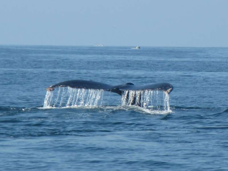 From La Crucecita: Private Huatulco 7 or 5 Bays Boat Trip - Day on the water: from hotel pickup to bay time