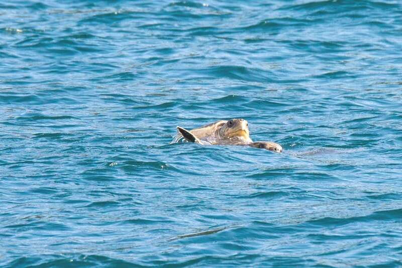 From La Crucecita: Private Huatulco 7 or 5 Bays Boat Trip - Snorkeling, dolphins, and sea life odds