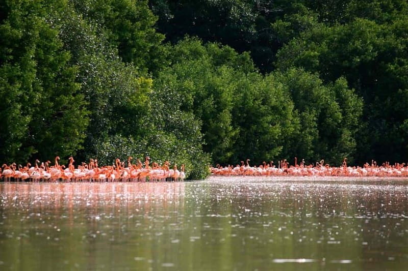 From Mérida: Ria Celestun Biosphere Reserve Tour - Who should book this Celestún flamingo tour