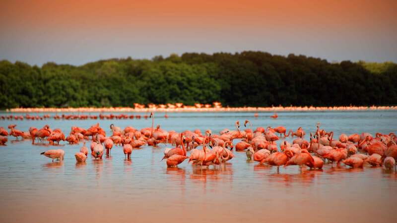 From Mérida: Ria Celestun Biosphere Reserve Tour - From Mérida to Celestún: what that 7-hour day really feels like