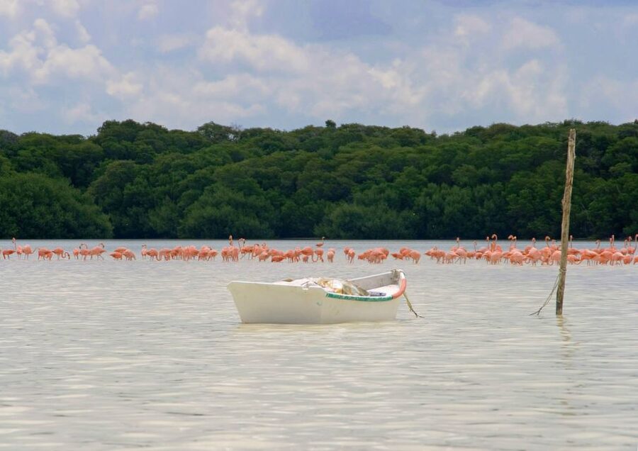 From Mérida: Ria Celestun Biosphere Reserve Tour - Flamingo feeding time: seeing thousands and learning what you’re watching
