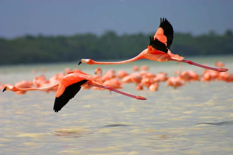 From Mérida: Ria Celestun Biosphere Reserve Tour - What to pack so the day feels easy