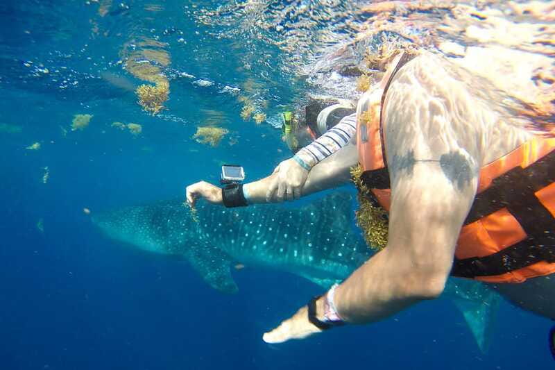 From Playa del Carmen: Whale Shark Tour - The Decision: Should You Book This Whale Shark Tour?