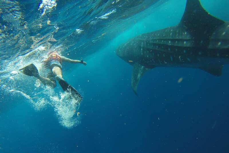From Playa del Carmen: Whale Shark Tour - Why This Whale Shark Tour Works from Playa del Carmen