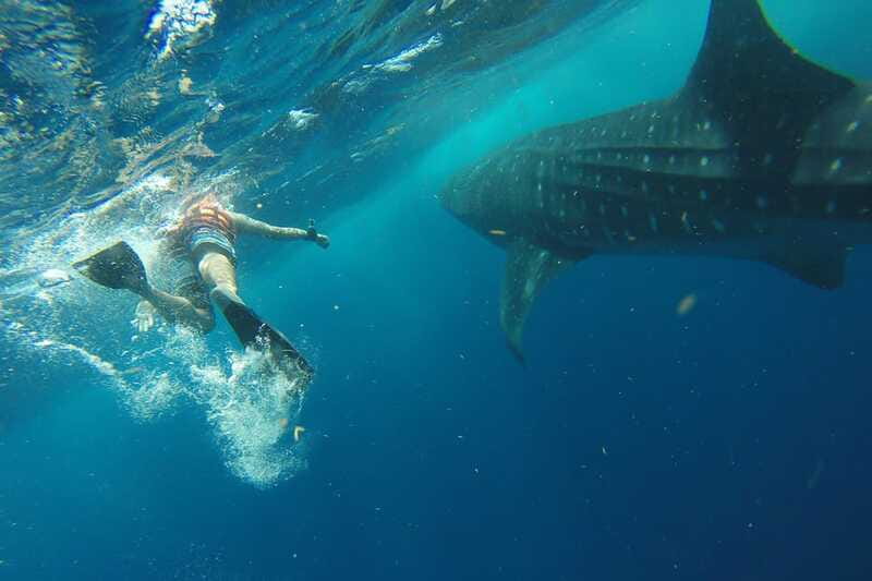 From Playa del Carmen: Whale Shark Tour - Safety, Gear, and the Small-Group Feel (Carlos, Terry, and Cindy)