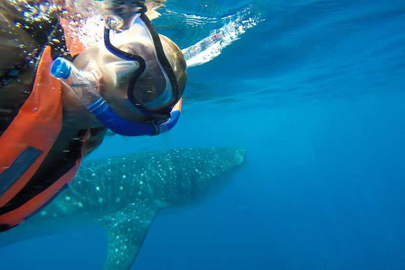 From Playa del Carmen: Whale Shark Tour - Isla Mujeres Playa Norte: Lunch and a Real Beach Reset