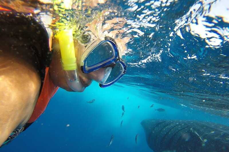 From Playa del Carmen: Whale Shark Tour - What to Bring (and What Not to Bring)