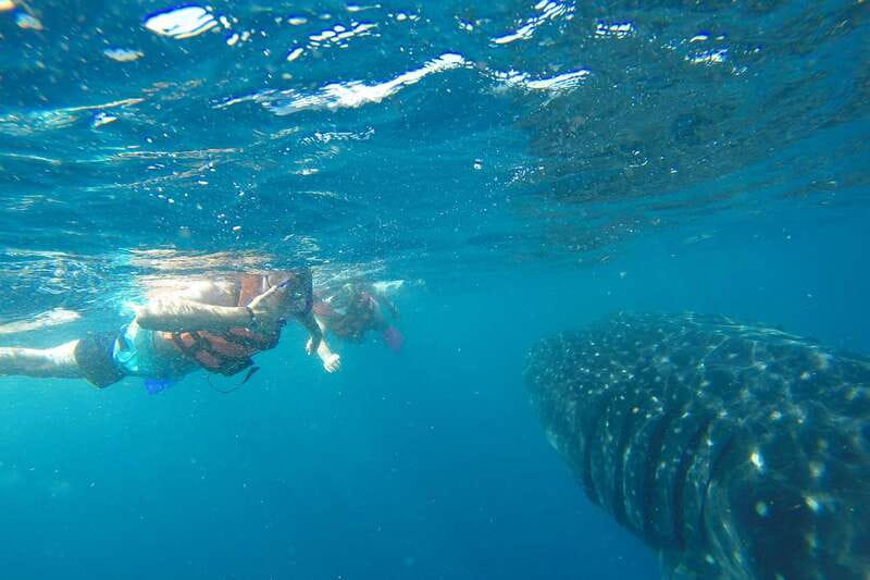 From Playa del Carmen: Whale Shark Tour - Who Should Book This and Who Should Skip It