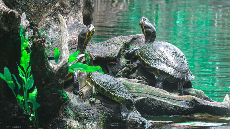 From Riviera Maya: 3 Cenotes Adventure Tour with Lunch - Vegetarian Jungle Picnic Lunch, Made by a Mayan Family