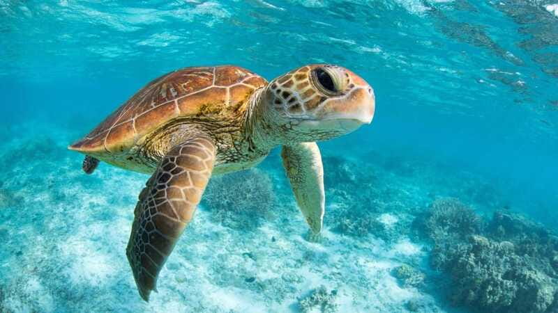 From Riviera Maya: Tulum, Cenote, & Akumal Turtle Swim Trip - Akumal snorkeling with gentle sea turtles: the main event