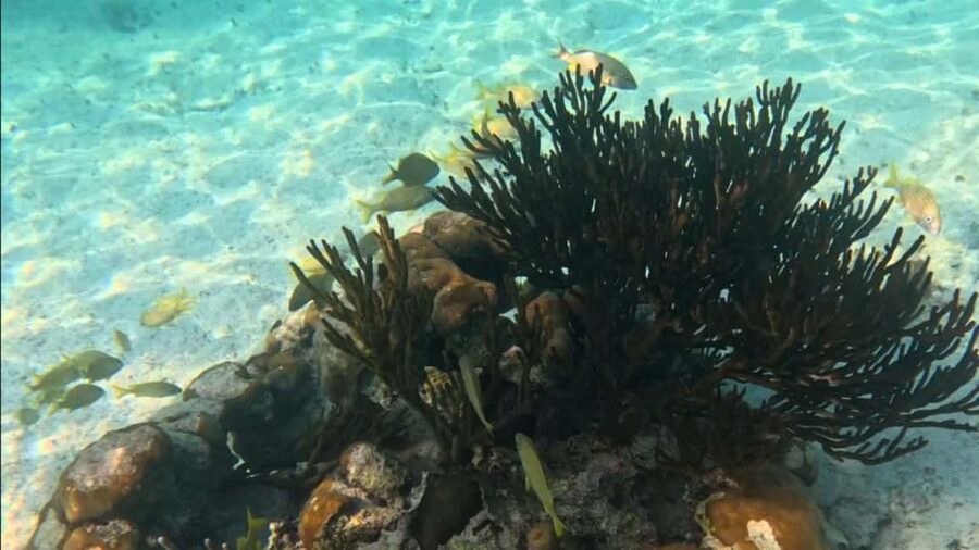 From Riviera Maya: Tulum, Cenote, & Akumal Turtle Swim Trip - Price and value: $121 makes sense, but budget for the conservation taxes