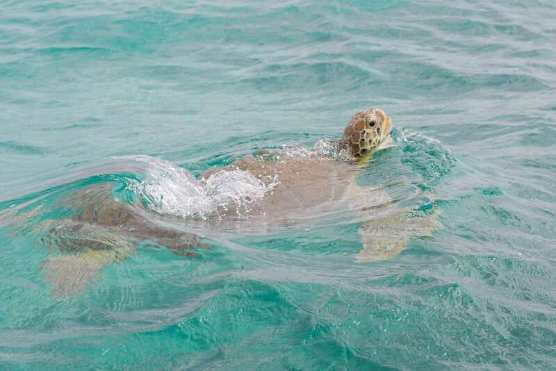 From Tulum: Sian Kaan Boat Trip Adventure with Lunch - Price and value: what $254 buys you in the real world