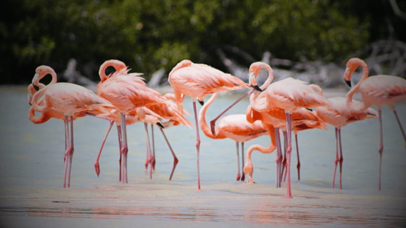FROM VALLADOLID RIO LAGARTOS + LAS COLORADAS + CENOTE (COLECTIVO TOURISTIC) - Mayan mud time and wildlife viewing: what to expect at Río Lagartos