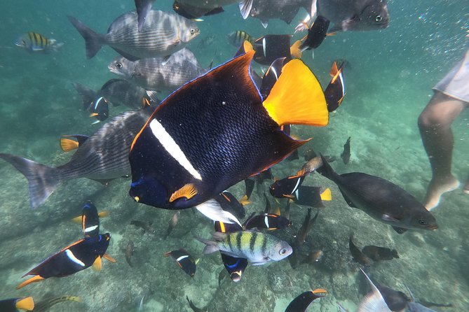 Full-Day Experience in Banderas Bay - Price and What You Get for $99 in Puerto Vallartas Waters